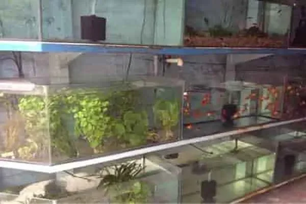 Image of: Pretty Pets Centre